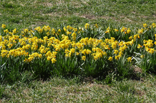 Narzissen.webp