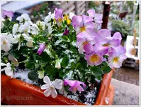 April April Titelbild.webp