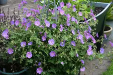 Terasse     1221.webp