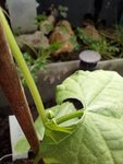IMG_20220404_130326.jpg