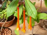 2022FuchsiePB1.webp