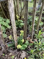 IMG_0537(1).webp