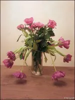 c095.webp