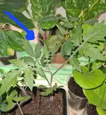 20220408_090731.webp