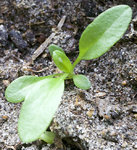 physalis_klein.jpg