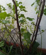 IMG_20220409_233522_726.webp