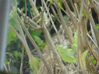 DSC02333.webp
