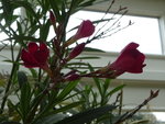 DSC02334.JPG