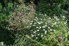 Winterharte Fuchsie0115.webp