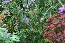 Winterharte Fuchsie0320.webp