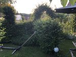 Buchenhecke 2021.jpg