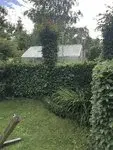 Buchenhecke 2021_2.webp