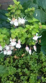Fuchsie (3).webp