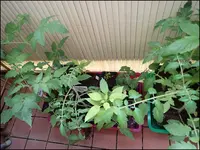 002.webp