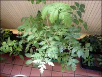 003.webp