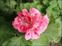 011.webp