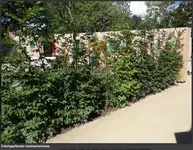 Hainbuchen-Hecke_02_© Baumschule Eggert.jpg