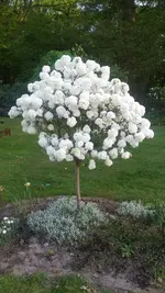 Schneeball.webp Schneeball.webp