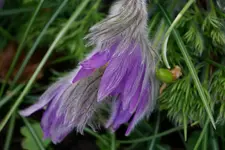 2022blmn07.JPG 2022blmn07.JPG