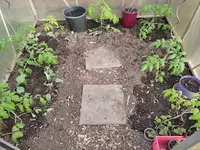 Tomaten 12.4,.webp