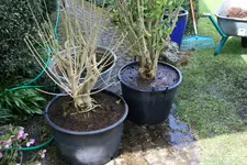 Umtopfen0922.webp