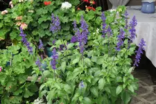 Terasse     2521.webp