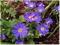 Frühlingsanemonen.webp