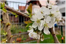 Kirschbaum.webp
