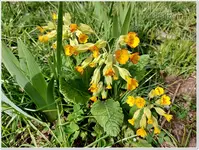Schlüsselblumen.webp