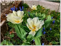 Tulpen und Traubenhyazinthen.webp