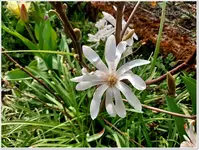 Sternmagnolie.webp