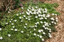 Frühling     1722.webp