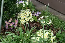 Frühling     2022.webp
