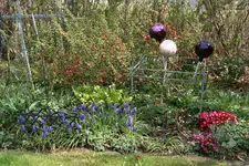 Frühling     2122.webp