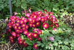 Frühling     2222.JPG