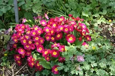 Frühling     2222.webp