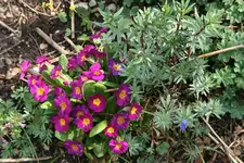 Frühling     2322.webp