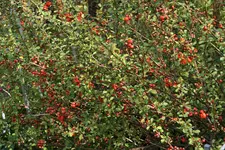 Frühling     2422.webp