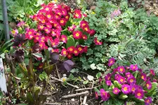 Frühling     2622.webp