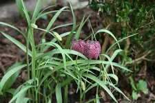 Frühling     2722.webp