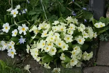 Frühling     2822.webp