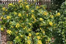 Frühling     2922.webp