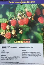 Himbeere-Herbst ’Autumn Bliss‘ ‚Blissy’ July Ende > Okt 1-jährig_01.webp