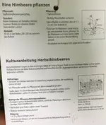 Himbeere-Herbst ’Autumn Bliss‘ ‚Blissy’ July Ende > Okt 1-jährig_02.webp