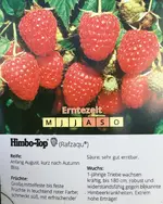 Himbeere-Herbst ´Himbo-Top’ Mai > July 1-jährig_01.webp