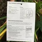 Himbeere-Herbst ´Himbo-Top’ Mai > July 1-jährig_02.webp