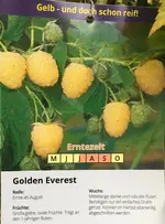 Himbeere-Herbst gelb´Golden Everest’ Aug Ende > Okt 1-jährig_01.webp