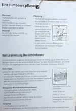 Himbeere-Herbst gelb´Golden Everest’ Aug Ende > Okt 1-jährig_02.webp