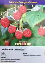 Himbeere-Sommer_mittelfrüh Juni > July Willamette 2-jährig_01.webp