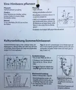 Himbeere-Sommer_mittelfrüh Juni > July Willamette 2-jährig_02.webp
